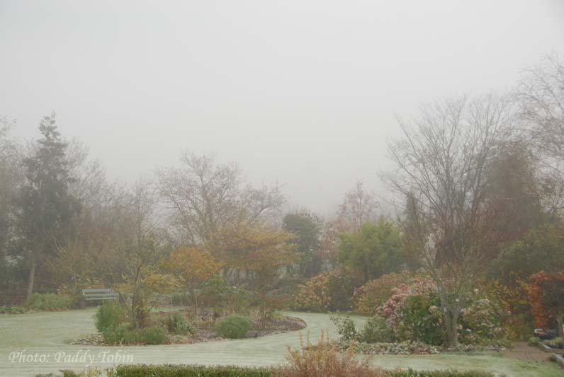 Garden in fog  (4)