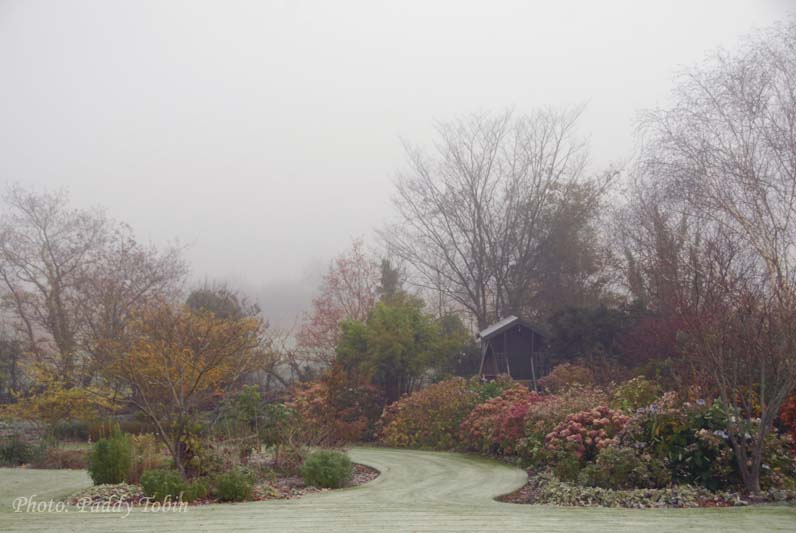 Garden in fog  (5)