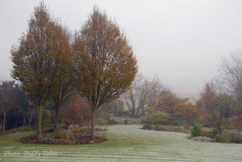 Garden in fog  (6)