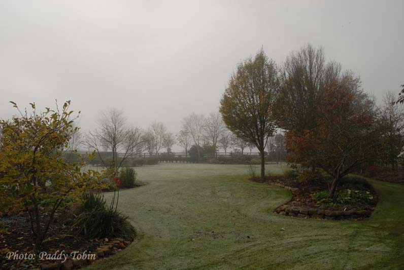 Garden in fog  (9)