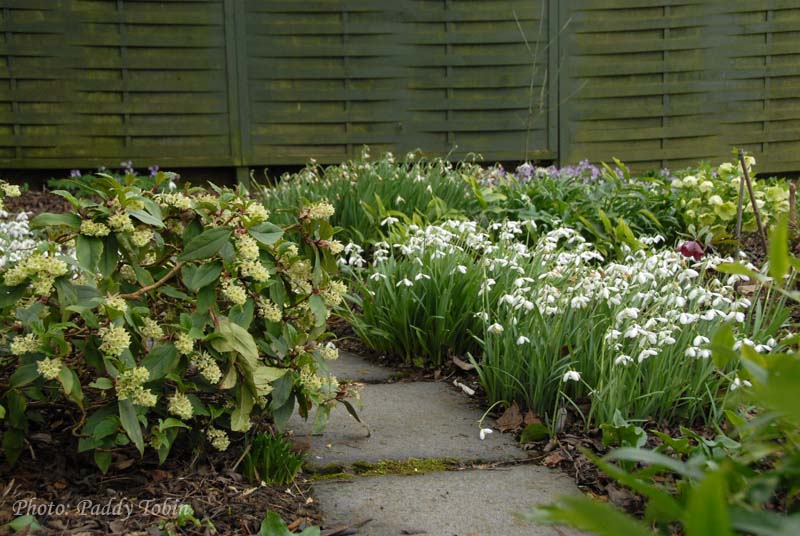 Snowdrops in Ash bed (3)
