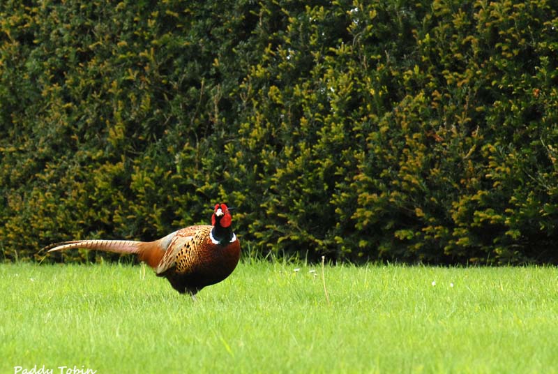Cock pheasant (1)